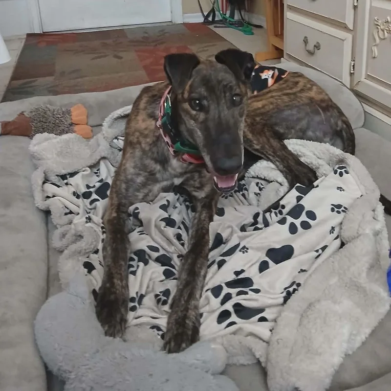An adult large-sized male Brindle Greyhound dog named Rinnwood Leo for adoption in North Port, FL