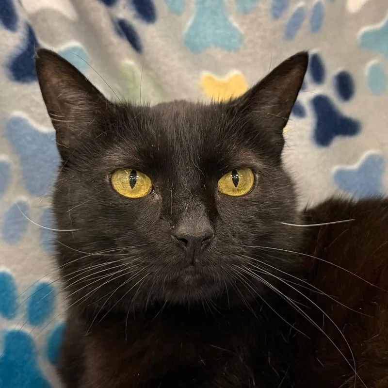 An adult large-sized female Black Domestic Short Hair cat named Flo for adoption in Houston, TX