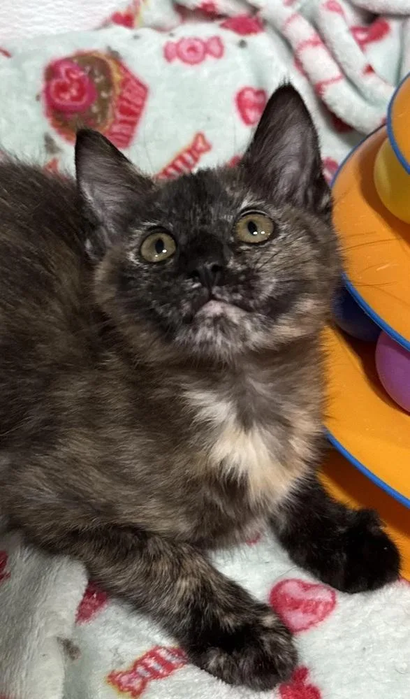 A baby small-sized female Domestic Short Hair cat named Glitter for adoption in Jackson, GA