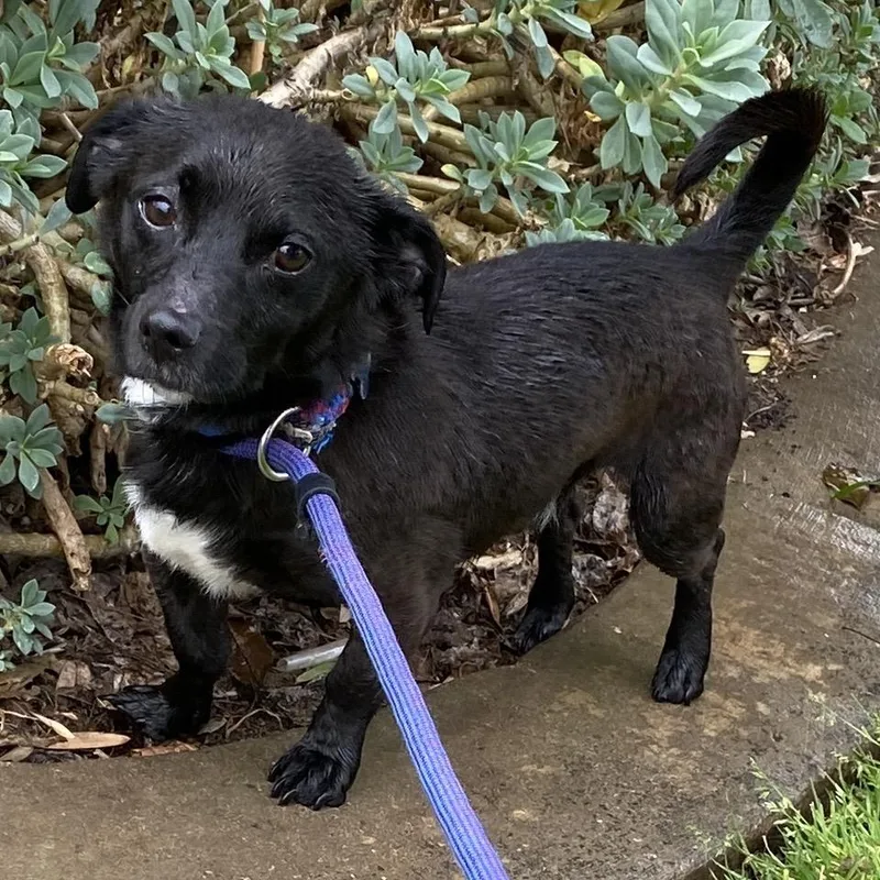 Nikko  Costa Mesa thumbnail 2