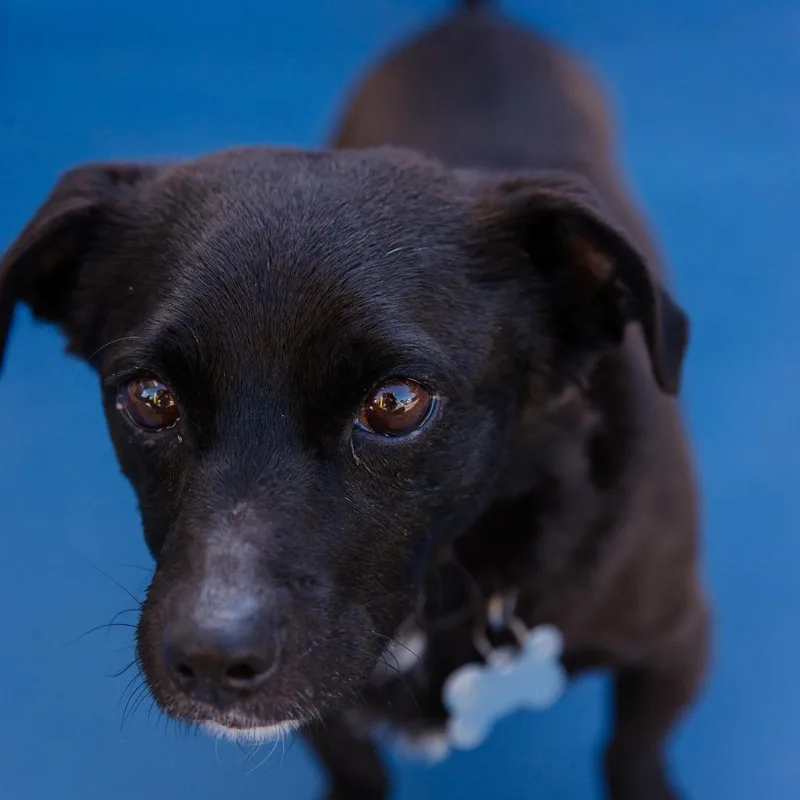 Nikko  Costa Mesa thumbnail 4