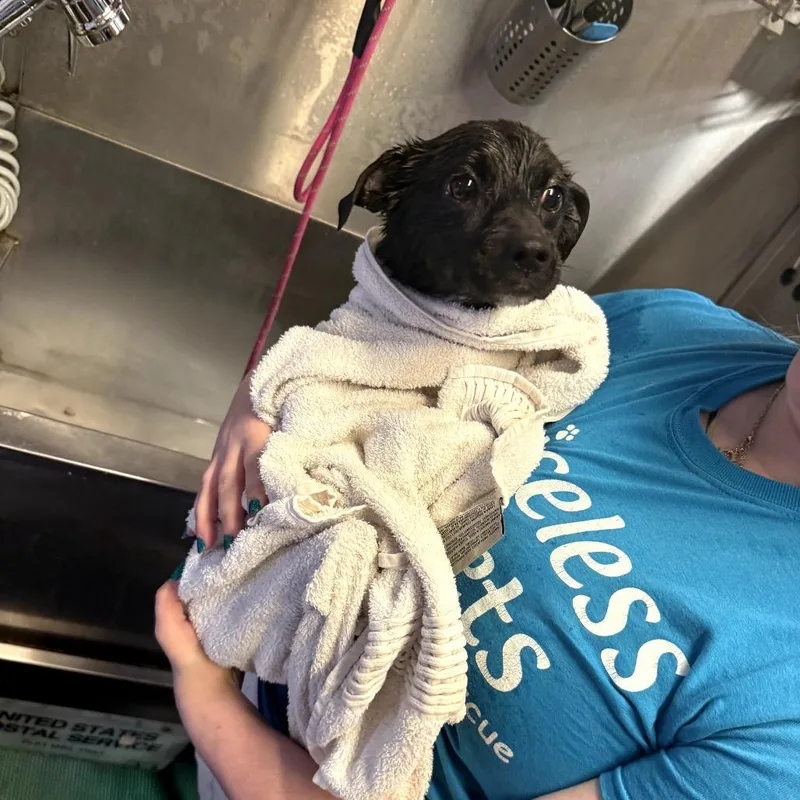 Nikko  Costa Mesa thumbnail 5