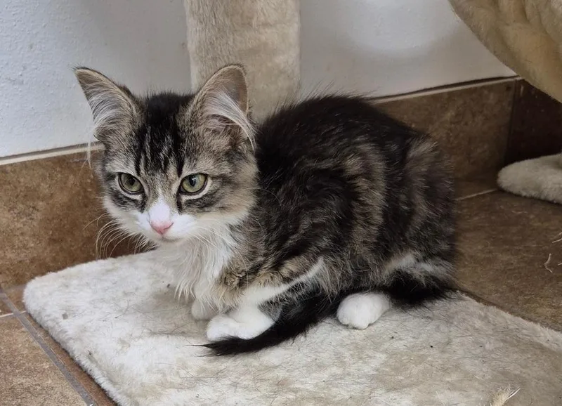 A baby small-sized male Domestic Long Hair cat named Sparkle for adoption in South Bend, IN
