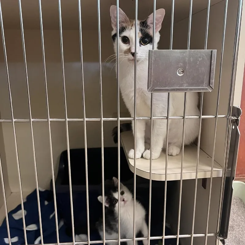 A young small-sized female Calico Domestic Short Hair cat named Miss Piggy for adoption in Chicago, IL