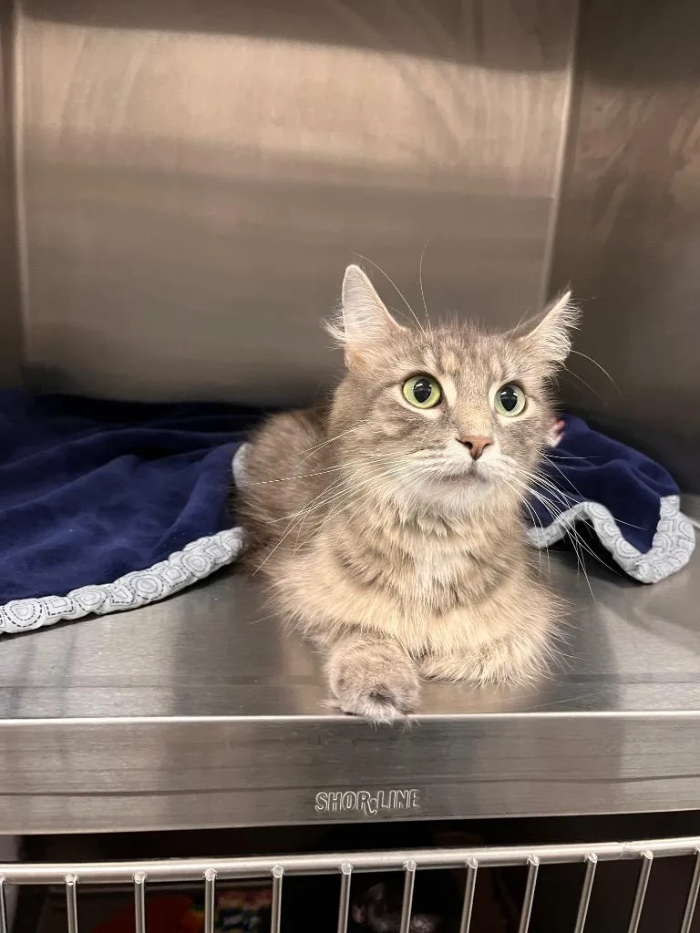 A young medium-sized female Domestic Short Hair cat named Sterling for adoption in Clarksville, TN