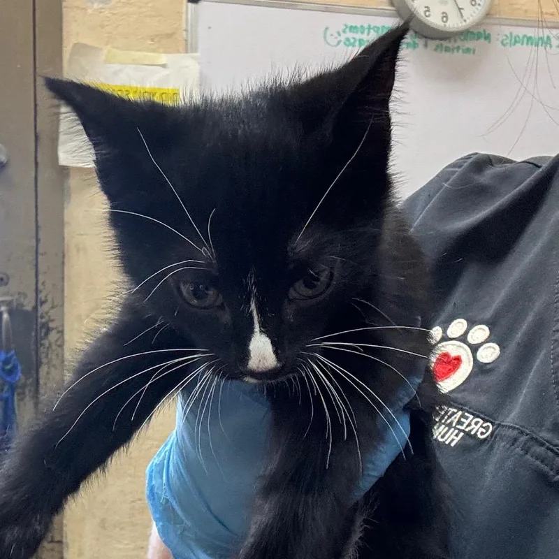 A baby small-sized male Black Domestic Short Hair cat named Ceasar for adoption in Birmingham, AL