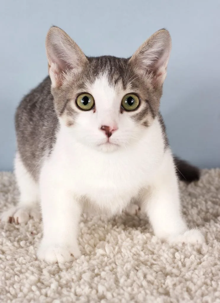 A baby small-sized male Domestic Short Hair cat named Ollie for adoption in Gilbert, AZ