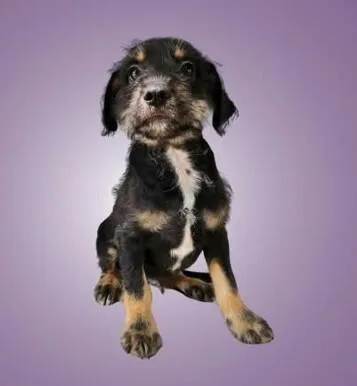 A baby medium-sized male Terrier dog named Robin for adoption in Boulder, CO