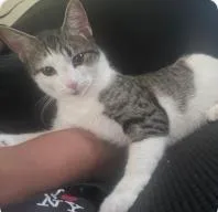 A baby medium-sized female Domestic Short Hair cat named Sophie for adoption in West Chester, PA