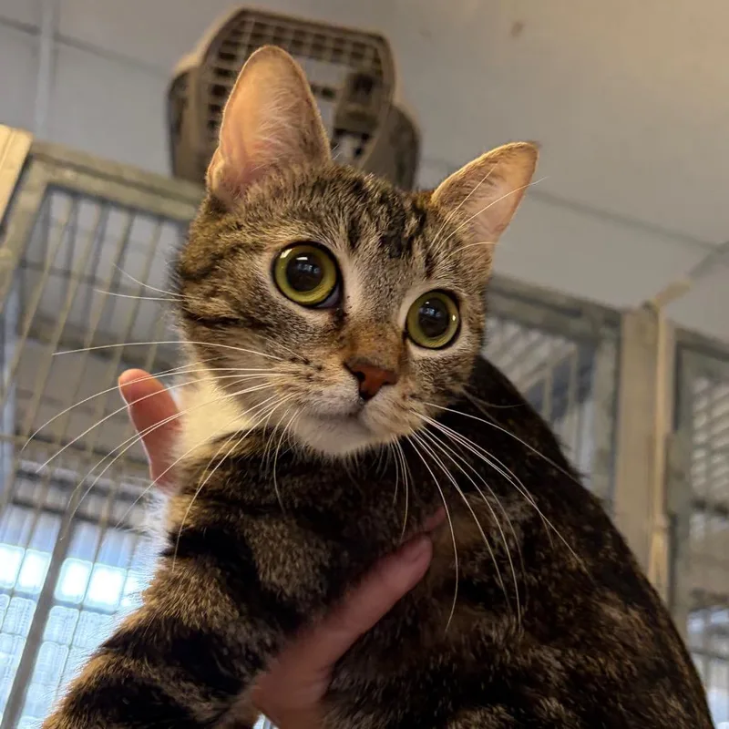 An adult small-sized female White Domestic Short Hair cat named Supergoop for adoption in Santa Barbara, CA