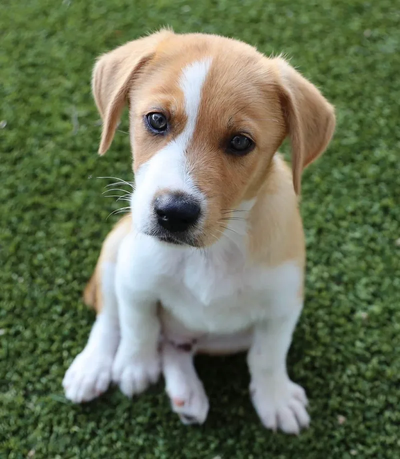 A baby medium-sized male Labrador Retriever dog named River for adoption in Southlake, TX