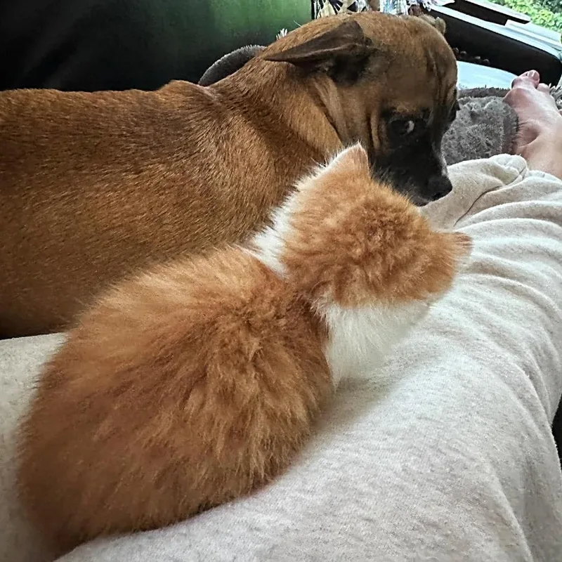A baby small-sized male Orange / Red Domestic Short Hair cat named Oliver for adoption in Ferndale, WA