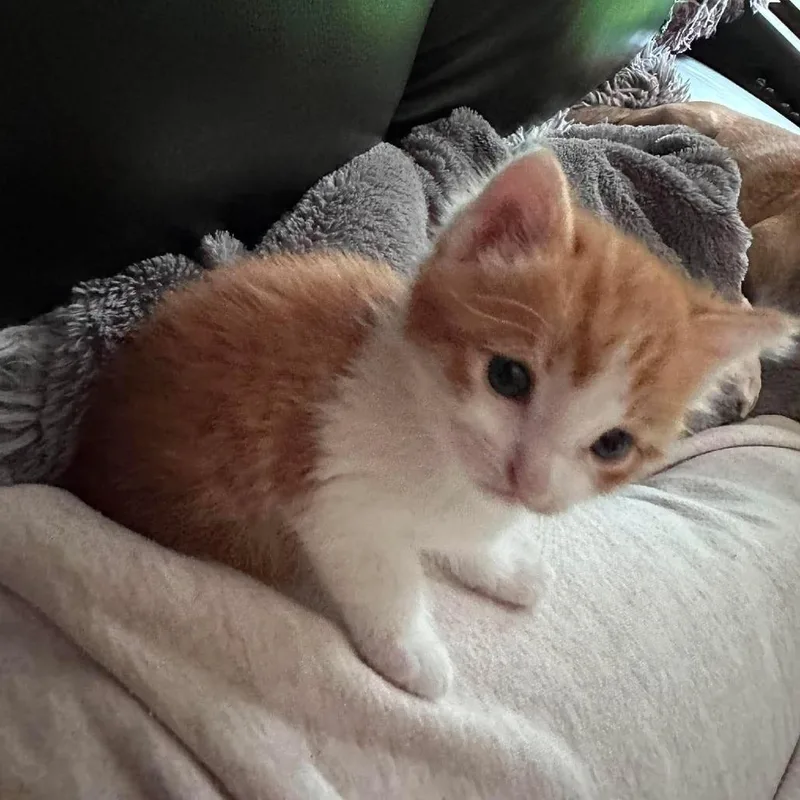Oliver thumbnail 4