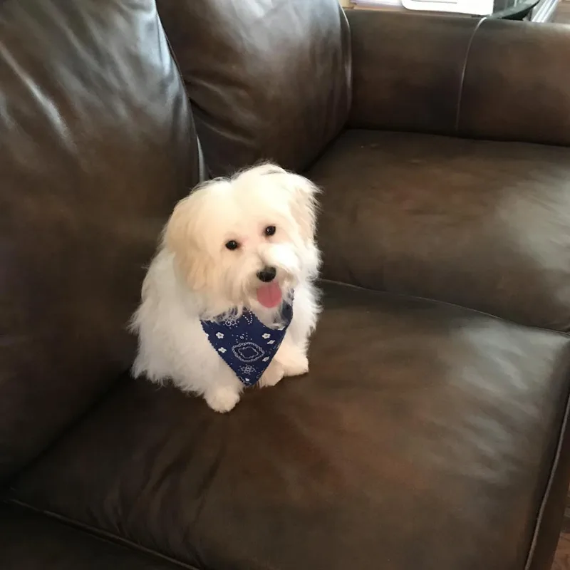 Bo