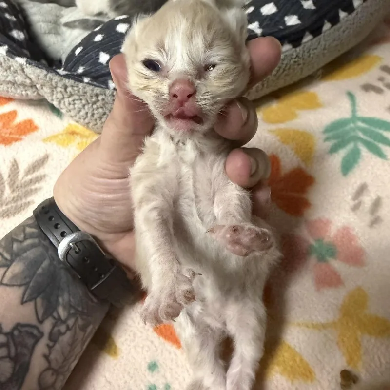 A baby small-sized male Orange / Red Domestic Short Hair cat named Humpty Dumpty for adoption in Marion, VA