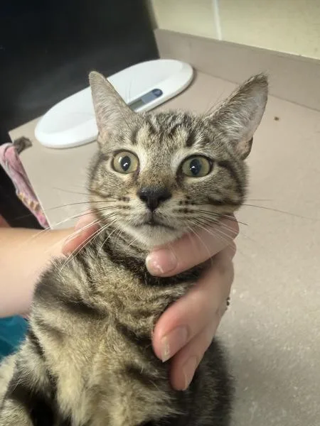 A baby small-sized male Domestic Short Hair cat named Iverson for adoption in Salisbury, MD