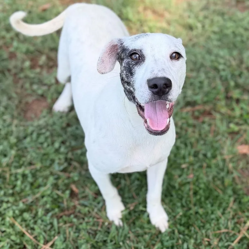 A young medium-sized male Brindle Catahoula Leopard Dog dog named Buzz for adoption in Summerdale, AL