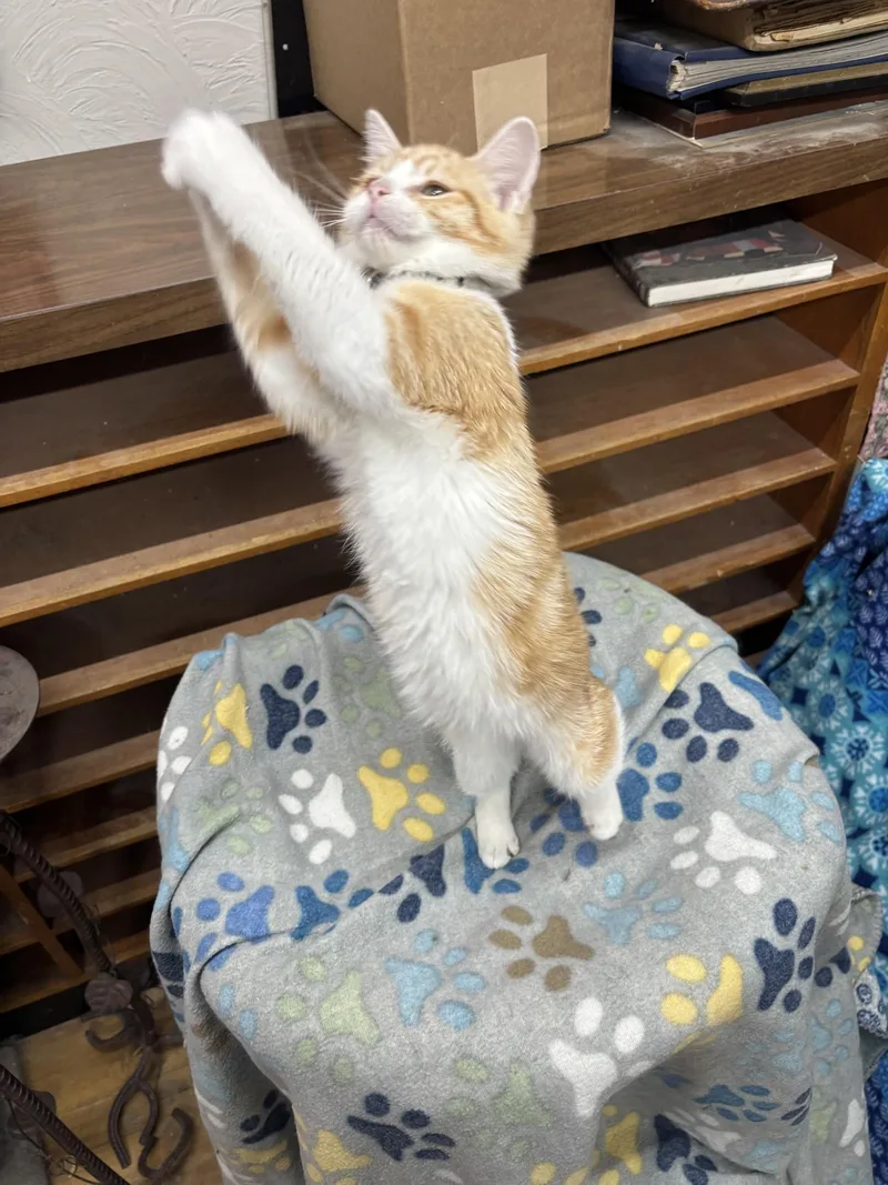 Autumn Moon thumbnail 2