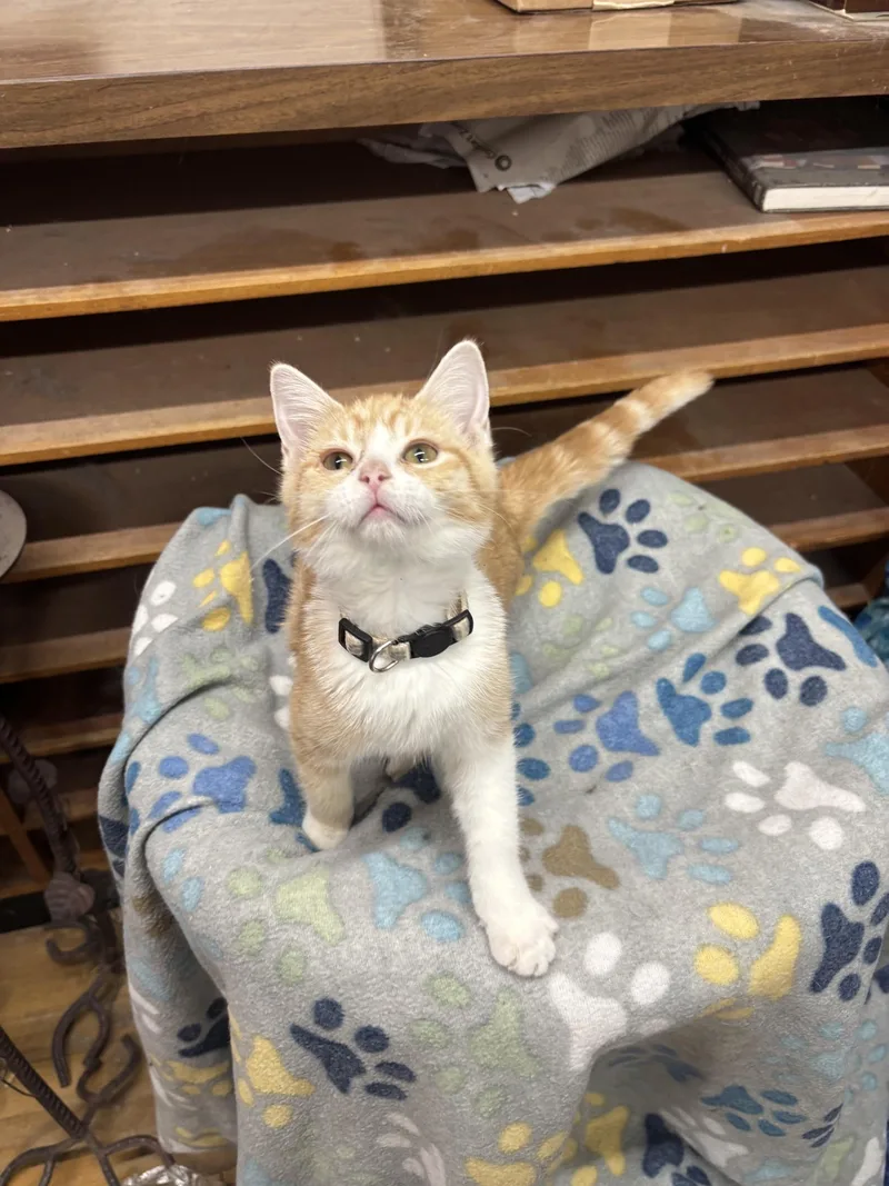 Autumn Moon thumbnail 3