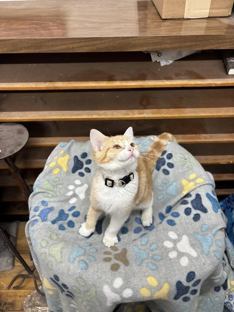 Autumn Moon thumbnail 4