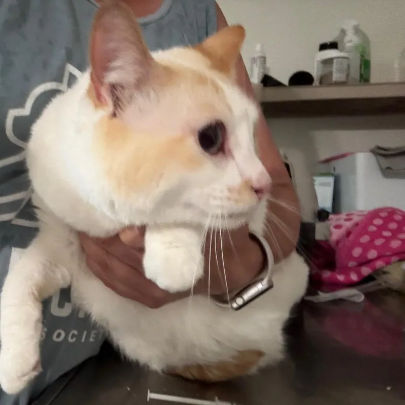 An adult extra large-sized female White Domestic Short Hair cat named Sugar for adoption in Hattiesburg, MS