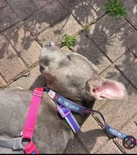 Tyla  Supr Friendly thumbnail 4