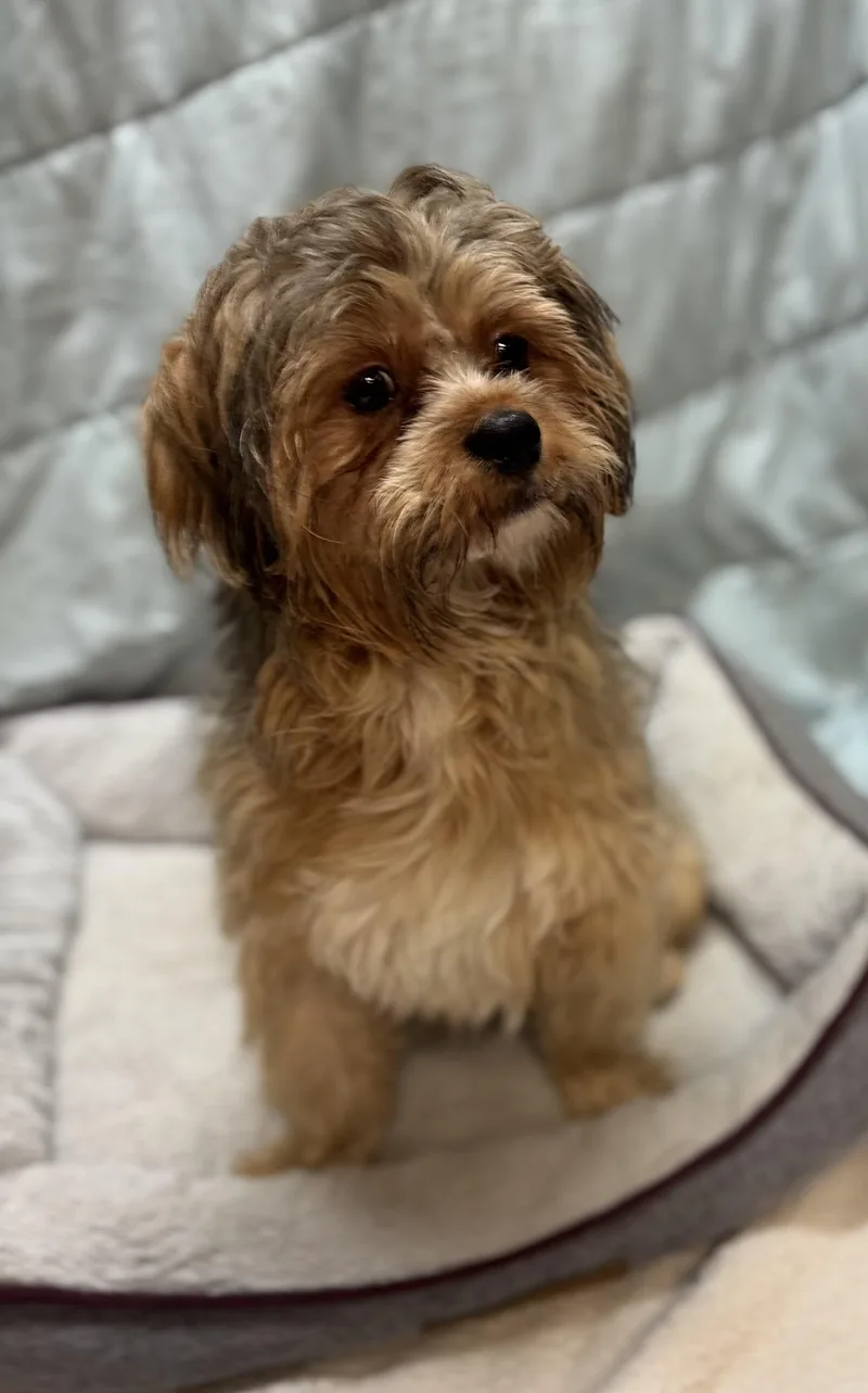 A young small-sized male Yellow / Tan / Blond / Fawn Havanese dog named Hairspray for adoption in Ellicott City, MD