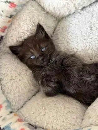 A baby small-sized male Domestic Short Hair cat named Beethoven for adoption in Chamblee, GA