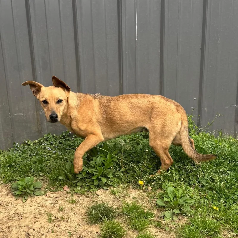 A young medium-sized male Yellow / Tan / Blond / Fawn Terrier dog named Thumper for adoption in Brownsboro, AL