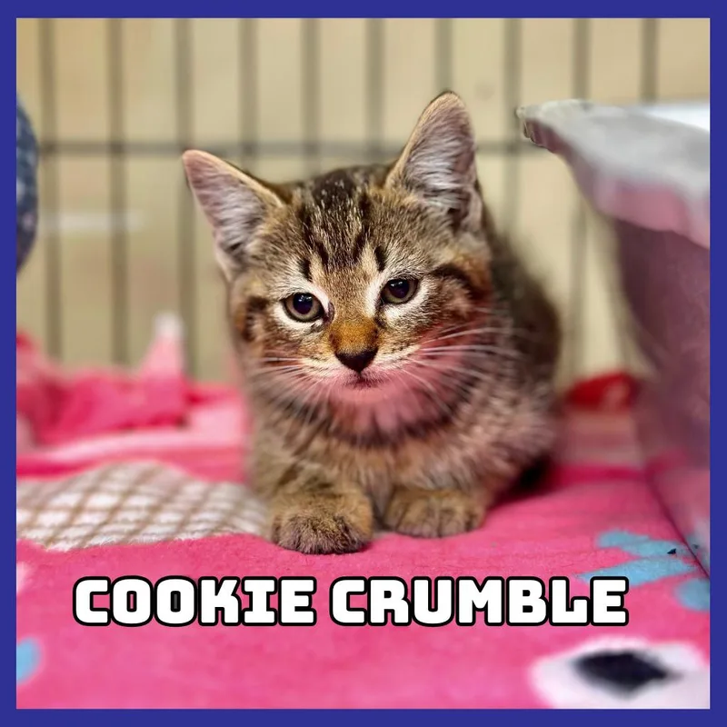 A baby small-sized female Domestic Short Hair cat named CookieCrumble for adoption in Glenwood, MN