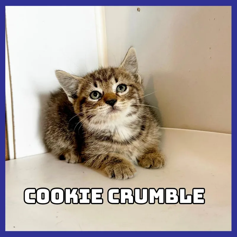CookieCrumble thumbnail 2