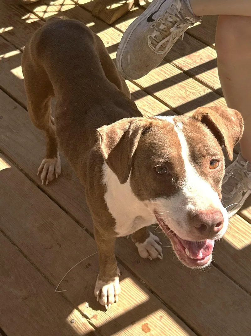 An adult large-sized female Pit Bull Terrier dog named Reba for adoption in Wetumpka, AL
