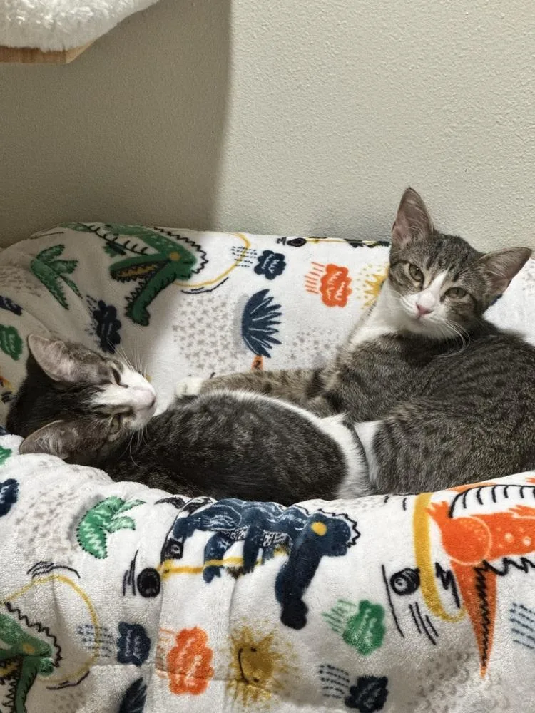 A baby medium-sized female Domestic Short Hair cat named Dawnmyst for adoption in Dallas, TX