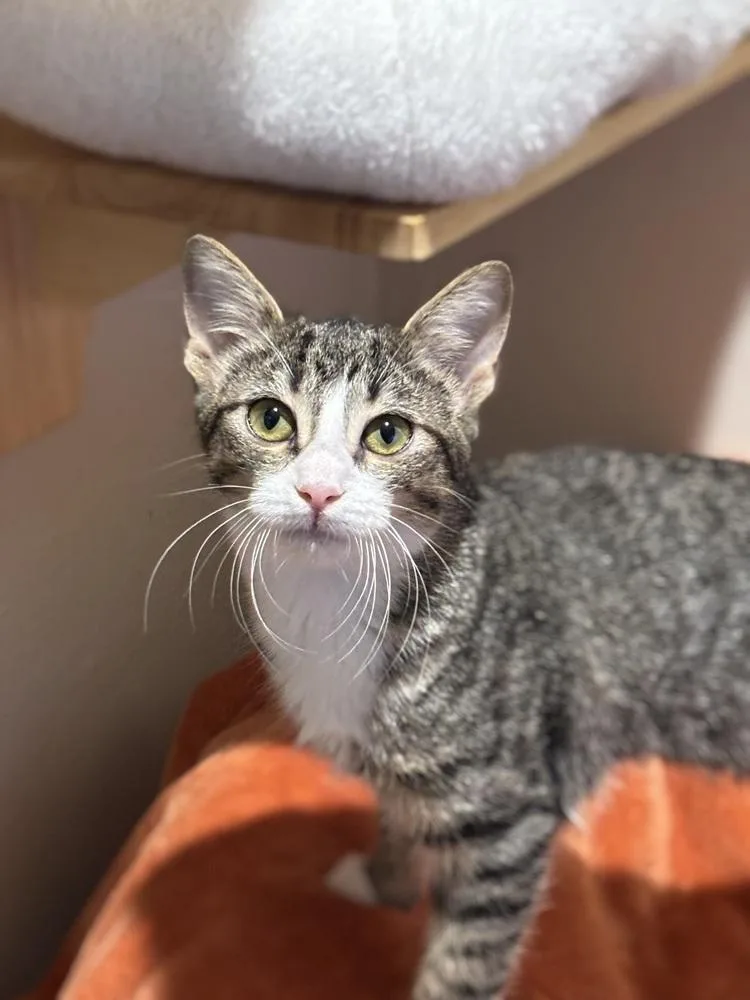 Dawnmyst thumbnail 2