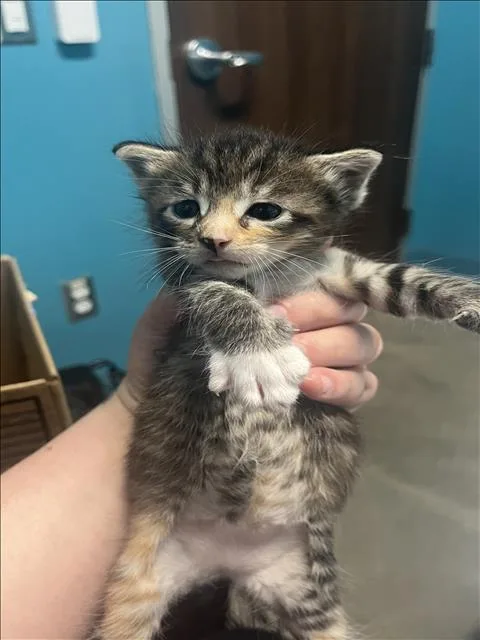 A baby medium-sized female Domestic Short Hair cat named A for adoption in Houston, TX