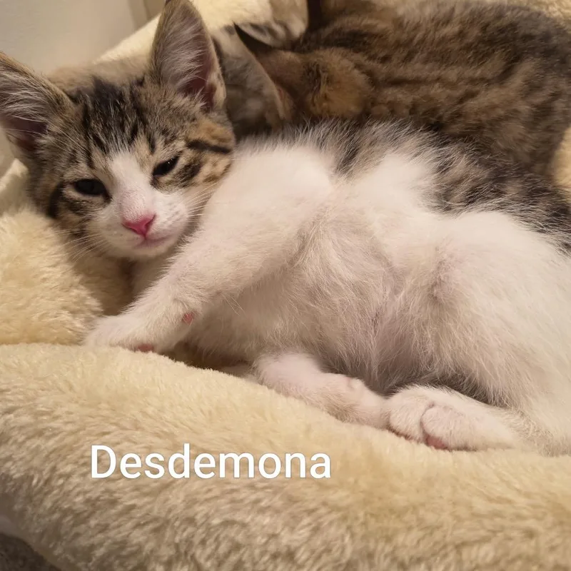 A baby small-sized female Brown / Chocolate Domestic Short Hair cat named Desdemona for adoption in Ferndale, WA