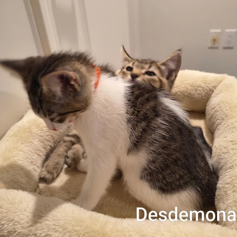 Desdemona thumbnail 5