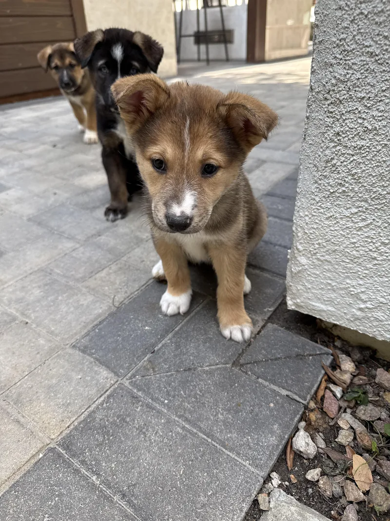 A baby large-sized female Bicolor Cattle Dog dog named Hazel for adoption in West Hollywood, CA