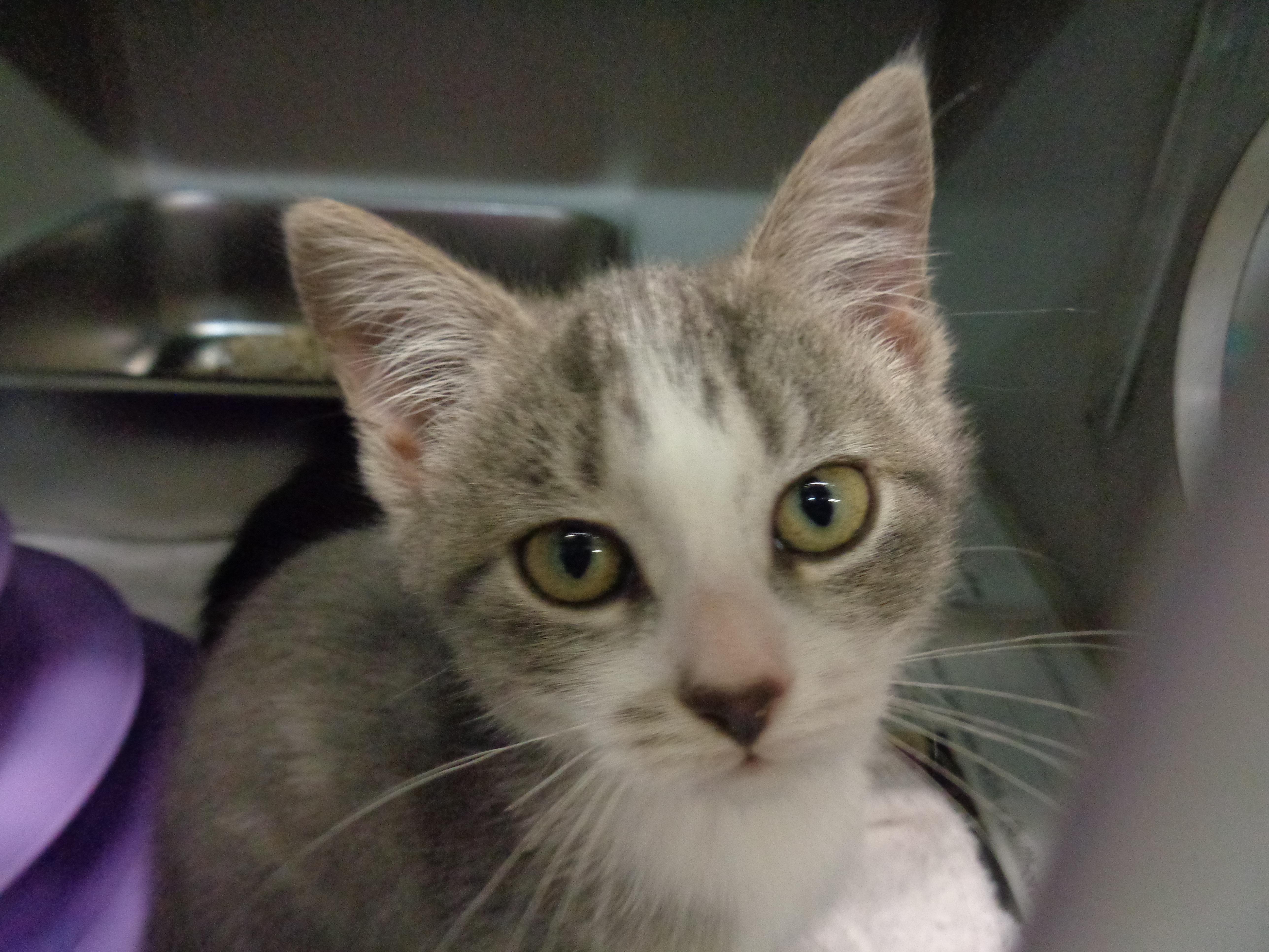 A baby small-sized female Gray & White Tabby cat named Tumbleweed for adoption in Delhi, NY