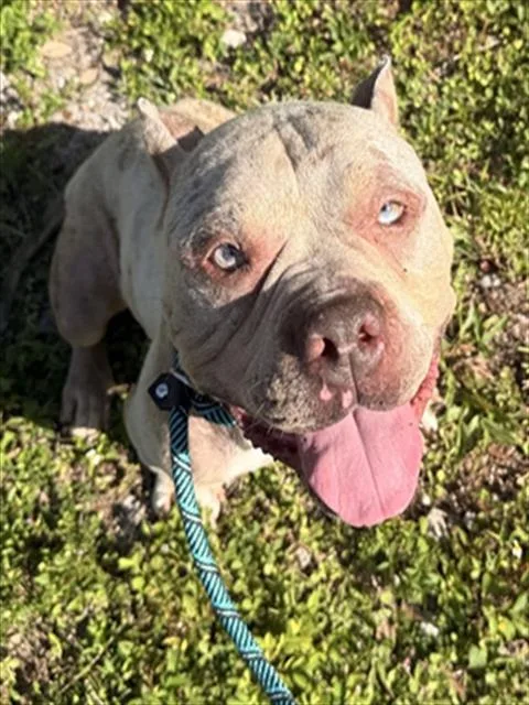An adult medium-sized male American Bulldog dog named Gucci for adoption in Fort Lauderdale, FL