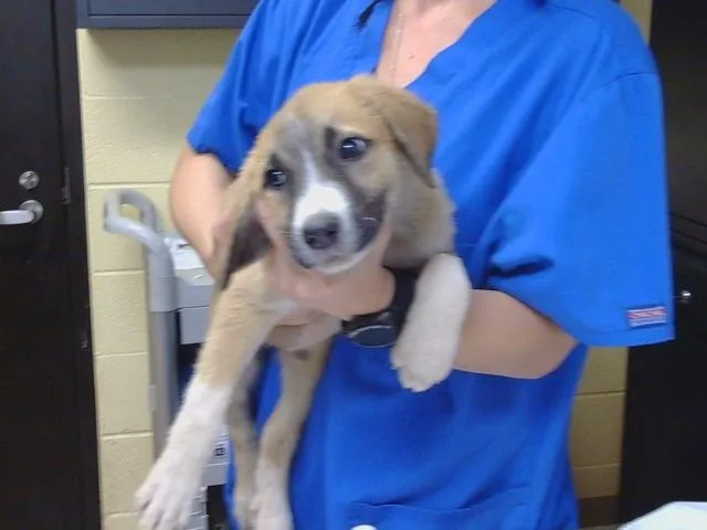 A baby large-sized male Anatolian Shepherd dog named Walmart for adoption in Cookeville, TN
