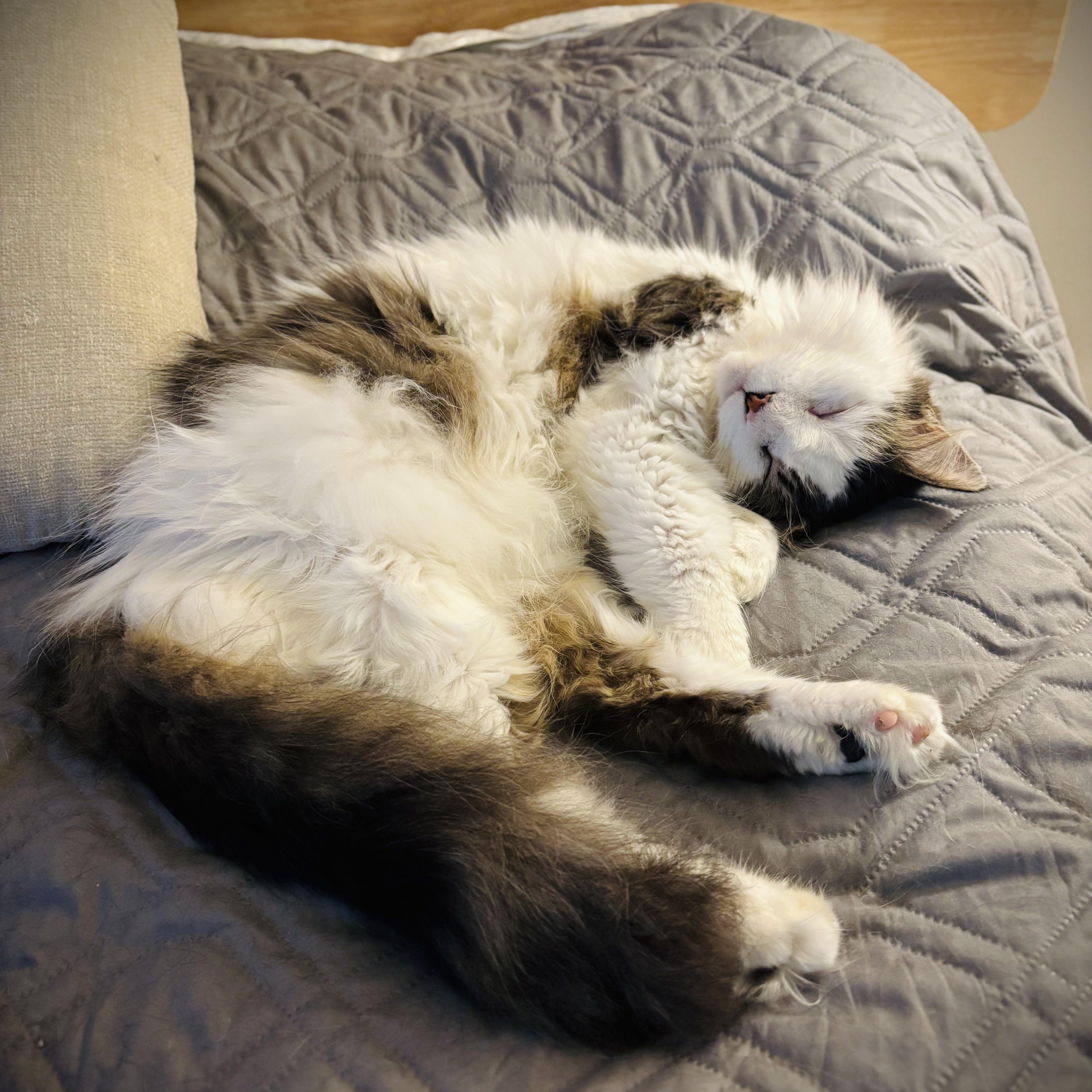 Coda
