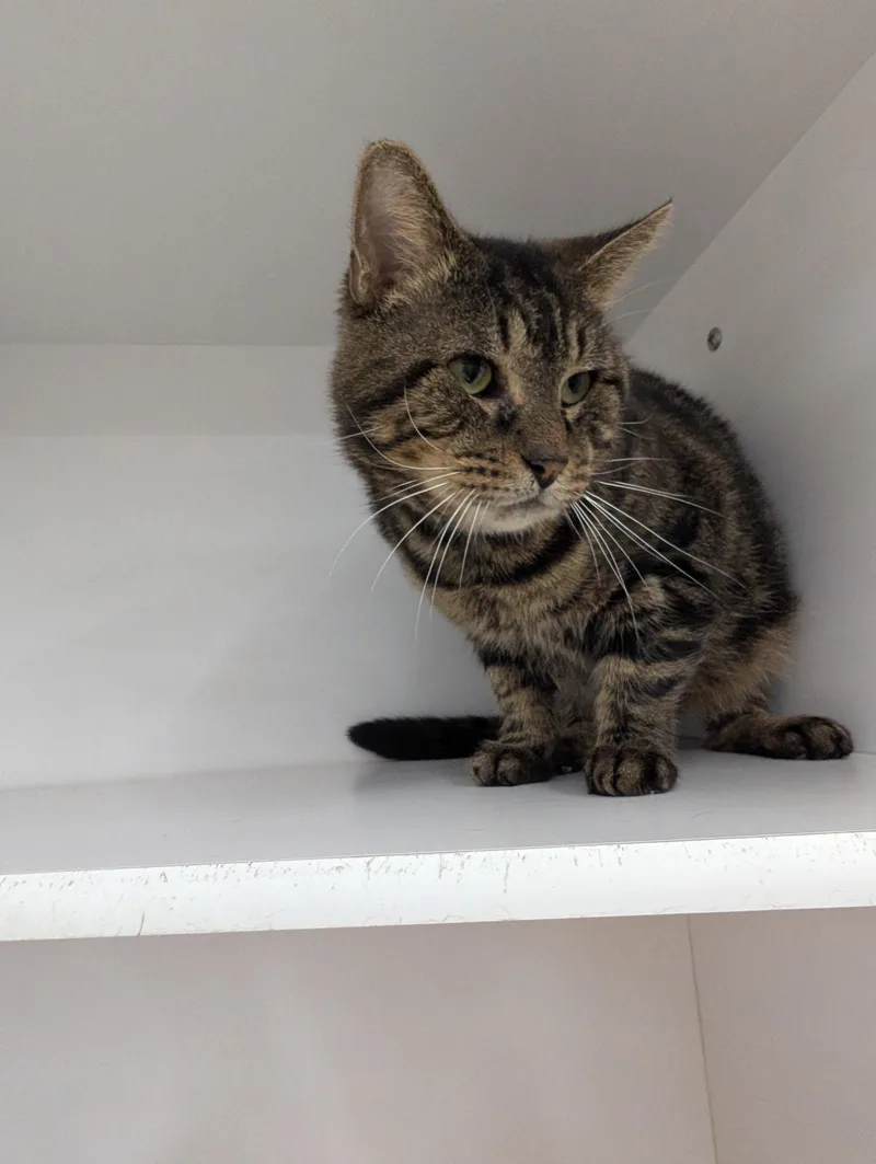 An adult medium-sized male Tabby (Brown / Chocolate) Tiger cat named Tony for adoption in Buffalo, NY