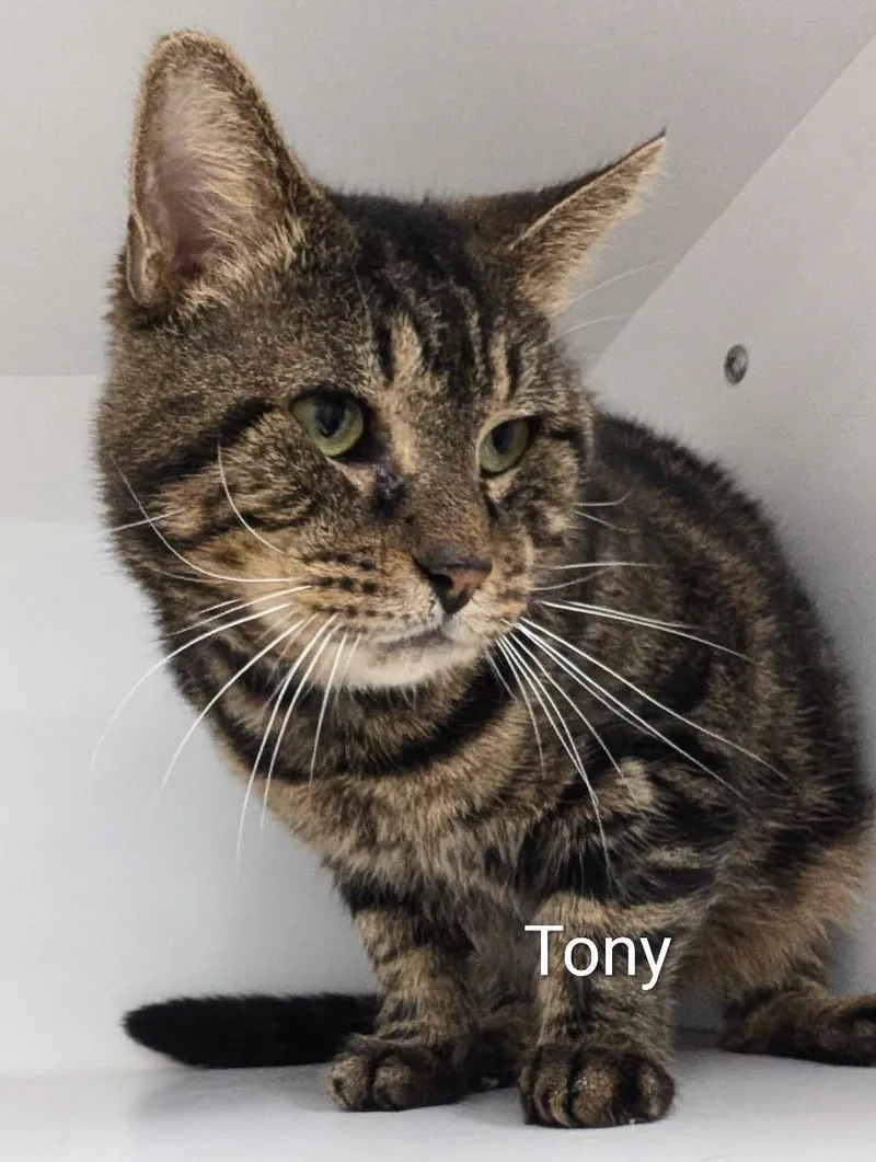 Tony thumbnail 3