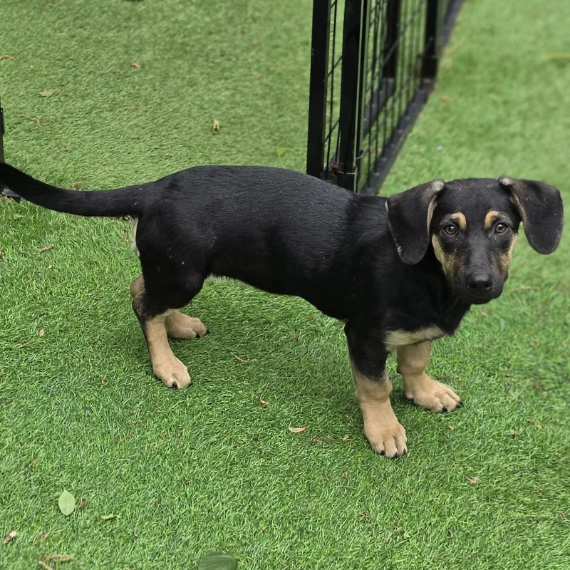 A baby small-sized female Black Dachshund dog named Agnes for adoption in Blairstown, NJ