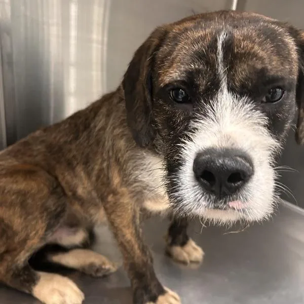 An adult medium-sized male Wire Fox Terrier dog named Bojangles for adoption in Des Moines, IA