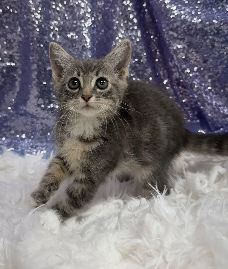 A young medium-sized male Domestic Short Hair cat named Chase for adoption in Clarkesville, GA