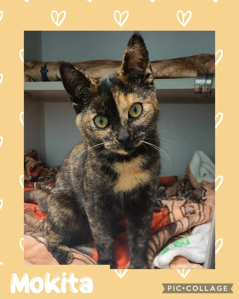 A young medium-sized female Torbie Tortoiseshell cat named Mokita for adoption in Iron River, MI