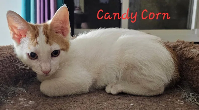 A baby medium-sized male Orange & White Domestic Short Hair cat named Candy Corn for adoption in Penndel, PA