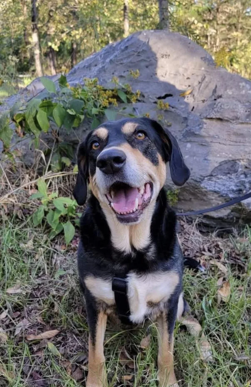 An adult medium-sized male Hound dog named Willie low fee for adoption in Brierfield, AL